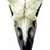 Alchemy Gothic Reliquary Raven Skull V66